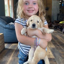 Goldendoodle Puppies from North Star Dog Training