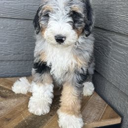 River - Blue merle male Bernedoodle puppy in Horseshoe Bend, Idaho from Over the Moon Poodles and Doodles