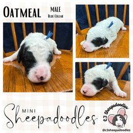 Oatmeal - Black and white male Sheepadoodle puppy in Bloomfield, New Jersey from C3 Sheepadoodles