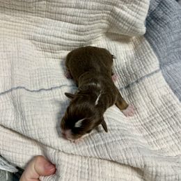 Boy 1 - Red tri-color male Aussiedoodle puppy in Charlestown, Indiana from Forever Aussies and A Doodle