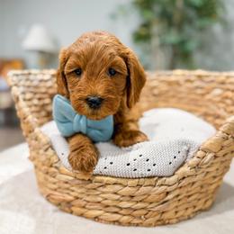 Hurricane - Red  male Goldendoodle puppy in Sulphur, Louisiana from Curly Q’s Of Carlyss