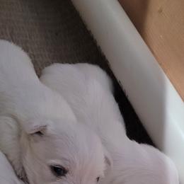 Boy 2 - White male West Highland White Terrier puppy in Cedaredge, Colorado from Bloom Puppies