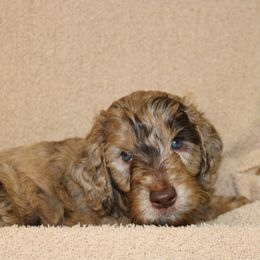 Rocket - Red collar - Merle male Labradoodle puppy in Grants Pass, Oregon from Oregon Valley Pups