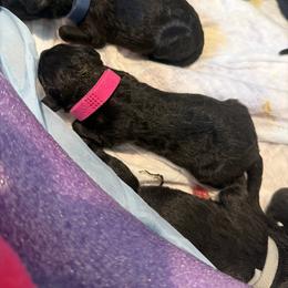 Pink - Blue female Bedlington Terrier puppy in San Jose, California from Barbos Heart