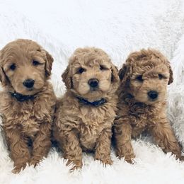 Goldendoodle and Poodle Puppies from Reddy Poodles & Doodles