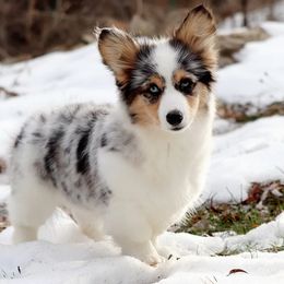 American Corgi Puppies from Diamond Corgis