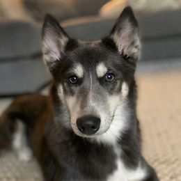 SHELLEY - Pomsky