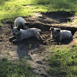 Australian Cattle Dog Puppies from Weleski Chocolate Heelers