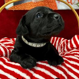 Max - Black Labrador Retriever puppy in Sandpoint, Idaho from Allen Sunnyside AKC Labs