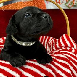 Max - Black Labrador Retriever puppy in Sandpoint, Idaho from Allen Sunnyside AKC Labs