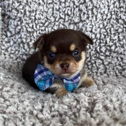 Roman Candle - Chocolate and tan male Chihuahua puppy in Augusta, Georgia from Sophia Jade's Chi Brigade