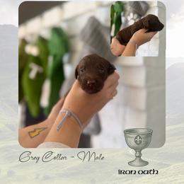 Iron Oath - Grey Collar - Chocolate male Goldendoodle puppy in Garland, Texas from Twilight Doodles