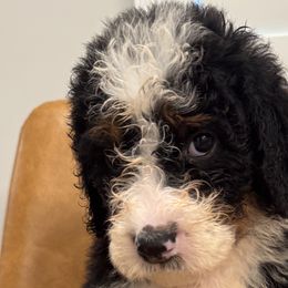 Aussiedoodles from Ridgeway Doodles