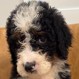 Aussiedoodles from Ridgeway Doodles