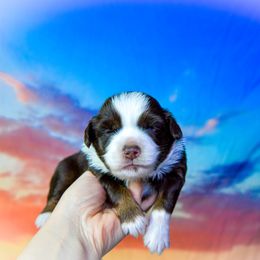 Red tri boy - Red tri male Miniature Australian Shepherd puppy in Orlando, Florida from iHeart Mini Aussies
