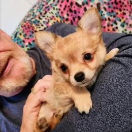 Buster - Fawn male Chihuahua puppy in Greenfield, Ohio from Paradise Chihuahua Kennel