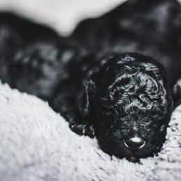 Goldendoodle Puppies from Thompson's Doodle Co.