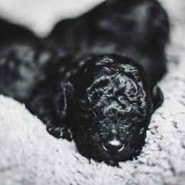 Goldendoodle Puppies from Thompson's Doodle Co.