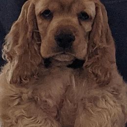 Cocker Spaniel Puppies from Jacobsen's Cockers