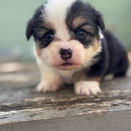 Ziggy fluffy (blue) - Black and tan male American Corgi puppy in East Oakdale, California from Rhettro Kennels