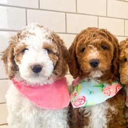 Goldendoodles and Poodles from South Paw Doodle Co