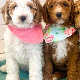 Goldendoodles and Poodles from South Paw Doodle Co