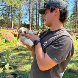 Otto - Red merle male Miniature Australian Shepherd puppy in Shingletown, California from Whiskeytown Aussies