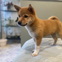 Ren - Red male Shiba Inu puppy in Monett, Missouri from Happy Tails Shiba Inus