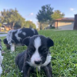 Miniature Australian Shepherd and Toy Australian Shepherd Puppies from Hailey's Miniature Australian Shepherds