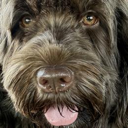 Portuguese Water Dogs from Melissa Wagle