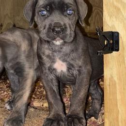 Girl 5 - Gray female Cane Corso puppy in Sienna, Texas from Robinson Elite Corsos