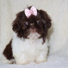 Darla - Liver and white female Shih Tzu puppy in Clinton, Tennessee from Southland’s Shih Tzus