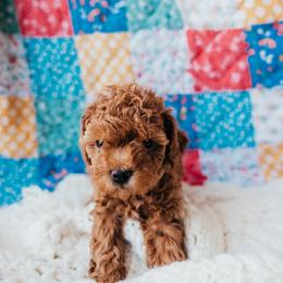 Green - Red  male Poodle puppy in Las Vegas, Nevada from Vegas Toy Poodles