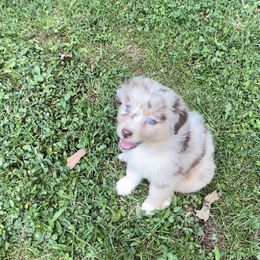 Girl 1 - Red merle Australian Shepherd puppy in Eddyville, Kentucky from Cactus J Aussies