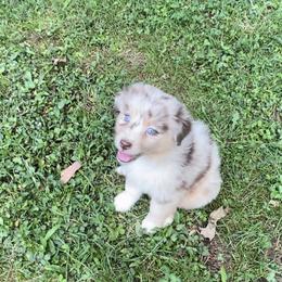 Girl 1 - Red merle Australian Shepherd puppy in Eddyville, Kentucky from Cactus J Aussies