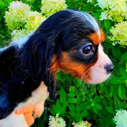 Manhattan aka Manny - Tri-color male Cavalier King Charles Spaniel puppy in Watsontown, Pennsylvania from Huntsman Cavaliers