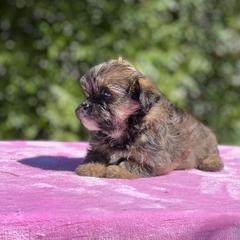 Poodle, Shihpoo, Shih Tzu, and Shorkie Puppies from Oodles of Poodles & Doodles