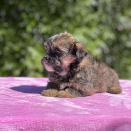 Poodle, Shihpoo, Shih Tzu, and Shorkie Puppies from Oodles of Poodles & Doodles