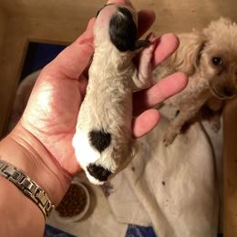 Boy - Parti male Poodle puppy in Fort Worth, Texas from Ashley Ross Toy Poodles (AKC)