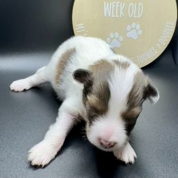 BUCKLEY - Sable & white male Toy Shetland Sheepdog puppy in Livonia, Michigan from M7’s Shelties, Toonies & AussieDoodles