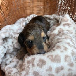 Boone - Cream male Dachshund puppy in Ecru, Mississippi from Toddy Kennels
