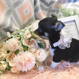 Chihuahua Puppies from Fine Whines & Lickers