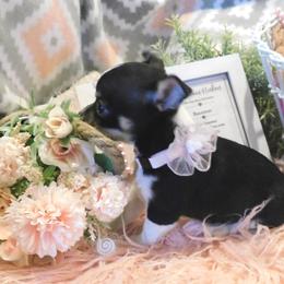 Chihuahua Puppies from Fine Whines & Lickers