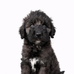 Walker - Parti male Goldendoodle puppy in Warrensburg, Missouri from Supreme Doodles