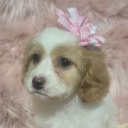 Sonja - Blenheim Cavapoo puppy in Lebanon, Kentucky from Mosaic Merle Doodles