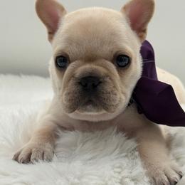Harper - Cream female French Bulldog puppy in Largo, Florida from Big Daddy Frenchies