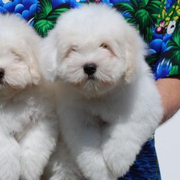 Cotons de Tulear from White Galaxy's Cotons