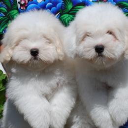 Cotons de Tulear from White Galaxy's Cotons