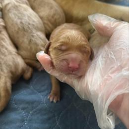 Green - Dark golden male Golden Retriever puppy in Sedalia, Missouri from Bee’s Retrievers