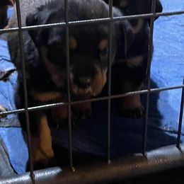 Rottweiler puppies from Patrick's Pups